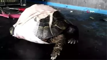 Kaplumbağayı Kaportacıda Hayata Döndürdüler