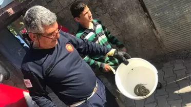 Eve Giren 2 Metrelik Yılan Paniğe Neden Oldu