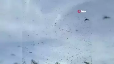 Kovanlarına Sığmayan Binlerce Arı Böyle Görüntülendi