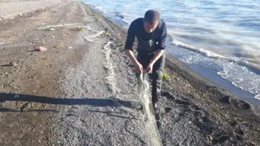 Van'da 750 Kilo İnci Kefali Balığı Ele Geçirildi