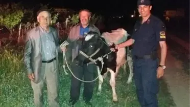 Alkol Almak İçin Babasının İneğini Çaldı