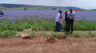 Antalya Zambak Bahçeleri Görselliğiyle Büyülüyor