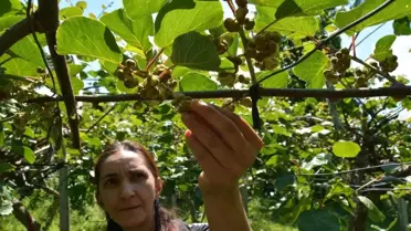 Kivi Üreticileri Kaliteli Ürün İçin Çalışıyor