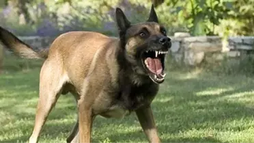 Almanya'da Polis Köpeğinin Saldırdığı Kadın, Devletten 25 Bin Euro Tazminat Kazandı