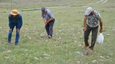 Kilosu 80 Liraya Satılan Domalan Mantarı Vatandaşın Geçim Kaynağı Oldu