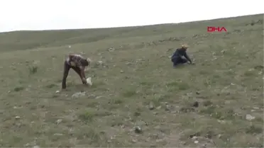Konya Altın Arar Gibi 'Domalan' Mantarı Arıyorlar