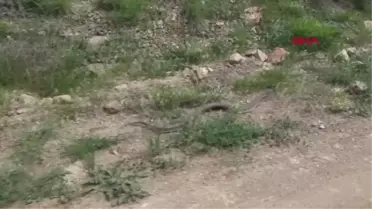Erzurum Oltu'da 1,5 Metrelik Hopa Engereği Görüldü