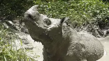 Malezya'nın son erkek Sumatra gergedanı öldü