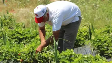 Zahter diyarında artık çilek de yetişiyor