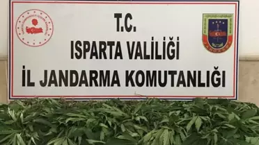 Jandarma'dan kenevir operasyonu: 1 gözaltı