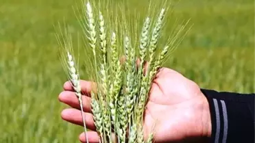 Kütahya'da hububat hastalık ve zararlılarla mücadele