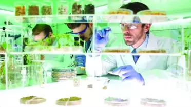 Uzmanlar 20 yıla kadar insanoğlunun yosunla beslene bileceğini söylüyor