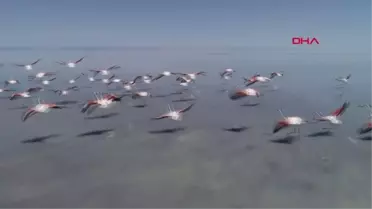 KONYA Flamingo cenneti Tuz Gölü, yok olabilir