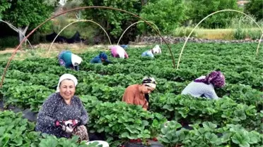 Kilosu 10 liradan satılan 'Vali Hanım Çileği' üreticinin yüzünü güldürdü! Hedef 800 ton