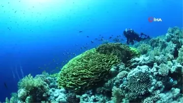 İzmir Körfezi'nde 'boru kurdu' türüne rastlandı