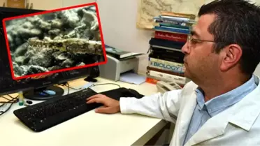 İzmir Körfezi'nde yeni boru kurdu türü görüntülendi