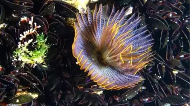 İzmir Körfezi'nden güzel haber