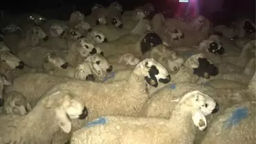 Kaybolan koyun sürüsünü jandarma buldu