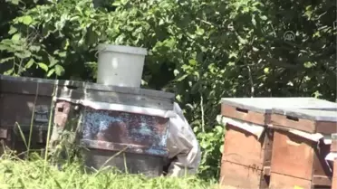 Doğaya 'fabrika' kurup genç yaşta patron oldu - YALOVA