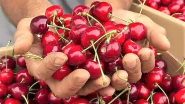 Amasya'da kiraz hasadı başladı