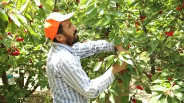 (Özel) İhracatlık kirazın piyasası 22 TL'den açıldı, üreticinin yüzü güldü