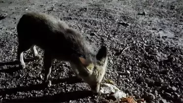 İnşaat işçisi tilkiyi kendi elleriyle besliyor