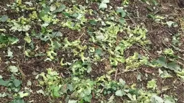 Ordu'da dolu hasarının tespiti sürüyor