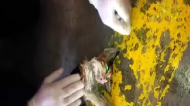Açlıktan bayılan kediyi kalp masajı ve suni teneffüs ile hayata bağladılar