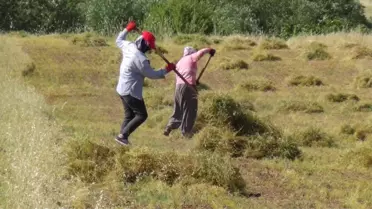 Gercüş'te mercimek hasadı başladı