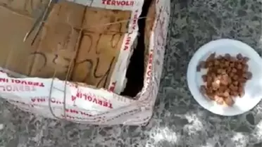 Kedi ve yavruları, ağzı telle bağlı kolide ölüme terk edildi