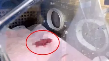 Dünyanın en küçük pandası dünyaya geldi