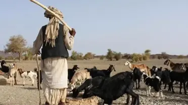 Nijerya'da çobanlarla çiftçiler arasında çatışma çıktı: 13 ölü