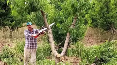 (Özel) Bursa'da kesilen meyve ağacı sayısı 60 bine ulaştı, o anlar havadan görüntülendi