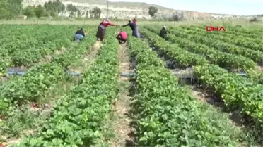 NİĞDE Ev kadını devletten aldığı destekle çilek üretimine başladı