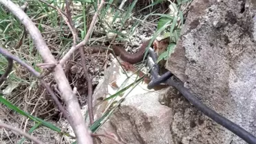 Ordu'da ilk defa Avusturya yılanı görüldü