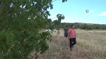 Dev çekirge bu kez Gaziantep'te görüntülendi