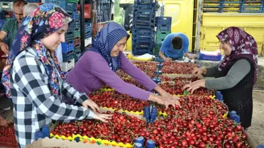 Simav'dan kiraz ihracatı