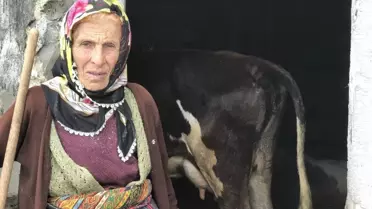 Honefter Yaylası'ndaki inek ölümleri yayla sakinlerini korkutuyor