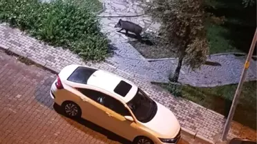 'Yaban domuzları yeterince beslenemediğinde yerleşim alanlarına iniyor'