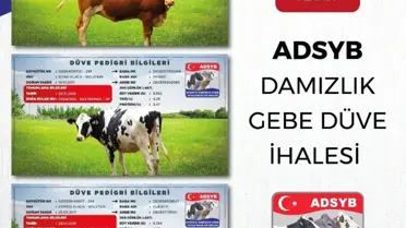 ADSYB Damızlık Düve Merkezinde yetiştirilen ilk parti 68 düve ihaleye çıkıyor