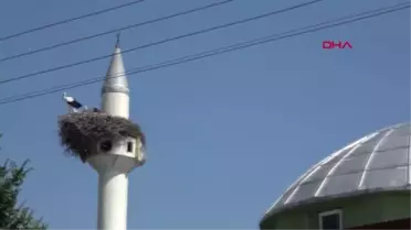 IĞDIR LEYLEKLER 6 YILDIR CAMİNİN MİNARESİNDEN AYRILMIYOR