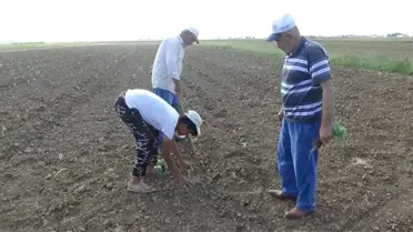 Muş'ta lahana ekimine başlandı