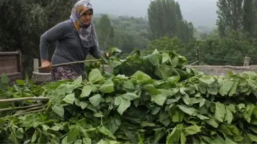 İpek böceği köylülerin gelir kapısı oldu! Yılda 500 bin lira kazanıyorlar
