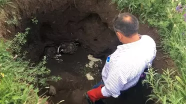 Kars'ta tedavileri tamamlanan porsuklar doğaya bırakıldı