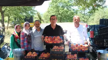 İnegöl'de şeftali hasadı başladı