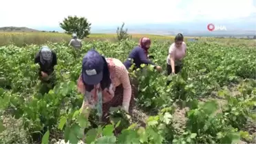 Tokat yaprağı Japonya'nın da ilgisini çekti