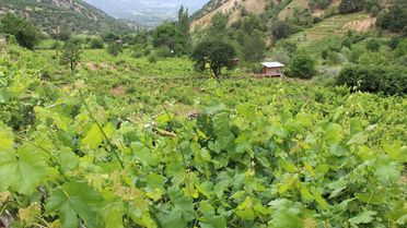 Kahta cinsi üzüm yaprağı, meyvesinin 6 katı fiyata satılıyor