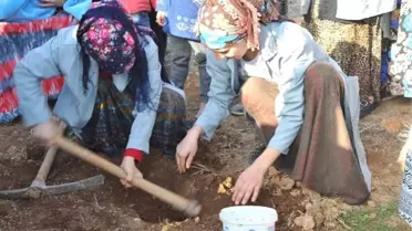 Mardin'in ata tohumları, Suriyeli mültecileri iş sahibi yaptı