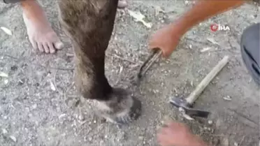 Nalbantlık mesleği tarihe karışıyor