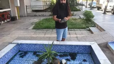 Süs havuzu bırakılan su kaplumbağaları ile doldu